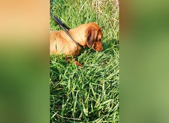 Lotte, Kurzhaardackel, Hündin, ca. 2 Jahre, ca. 30 cm