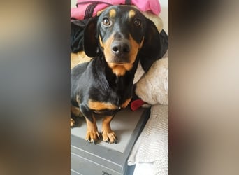 Peti, Kurzhaardackel, Rüde, geb. am 01.07.2023, ca. 30 cm