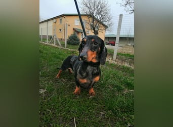 Szotyi, Kurzhaardackel, Rüde, geb. am 18.11.2021, ca. 30 cm