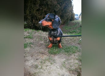 Szotyi, Kurzhaardackel, Rüde, geb. am 18.11.2021, ca. 30 cm