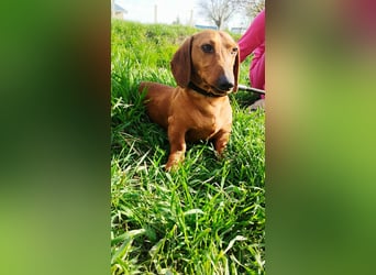 Waldi, Kurzhaardackel, Rüde, ca. 2 Jahre, ca. 30 cm