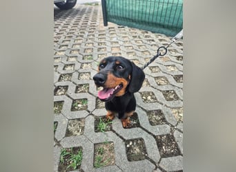 Willy, Kurzhaardackel, Rüde, ca. 2 Jahre, ca. 30 cm