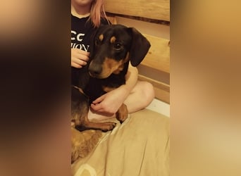 Peti, Kurzhaardackel, Rüde, geb. am 01.07.2023, ca. 30 cm