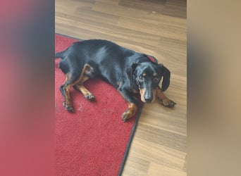 Sammy, Kurzhaardackel, Rüde, ca. 2 Jahre, ca. 30 cm - 76139 Karlsruhe -
