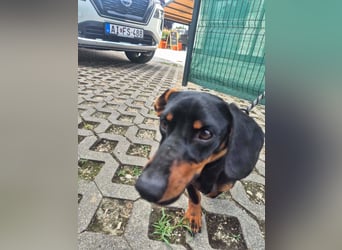 Willy, Kurzhaardackel, Rüde, ca. 2 Jahre, ca. 30 cm