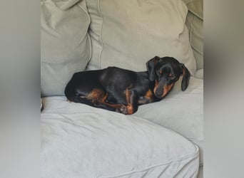 Sammy, Kurzhaardackel, Rüde, ca. 2 Jahre, ca. 30 cm - 76139 Karlsruhe -