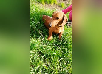 Waldi, Kurzhaardackel, Rüde, ca. 2 Jahre, ca. 30 cm