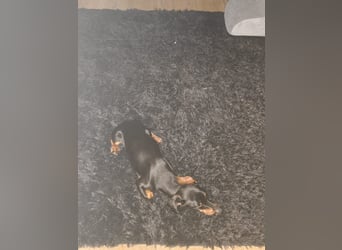 Sammy, Kurzhaardackel, Rüde, ca. 2 Jahre, ca. 30 cm - 76139 Karlsruhe -