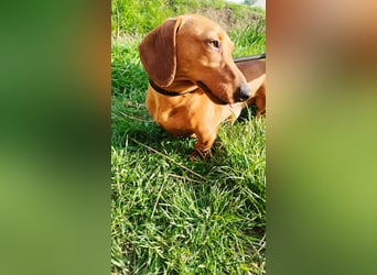 Waldi, Kurzhaardackel, Rüde, ca. 2 Jahre, ca. 30 cm