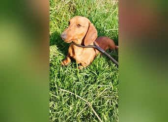 Waldi, Kurzhaardackel, Rüde, ca. 2 Jahre, ca. 30 cm