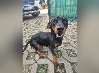 Willy, Kurzhaardackel, Rüde, ca. 2 Jahre, ca. 30 cm