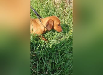 Lotte, Kurzhaardackel, Hündin, ca. 2 Jahre, ca. 30 cm