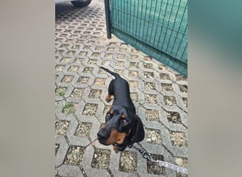 Willy, Kurzhaardackel, Rüde, ca. 2 Jahre, ca. 30 cm