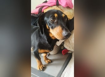 Peti, Kurzhaardackel, Rüde, geb. am 01.07.2023, ca. 30 cm