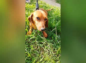 Lotte, Kurzhaardackel, Hündin, ca. 2 Jahre, ca. 30 cm