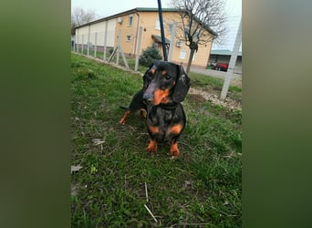 Szotyi, Kurzhaardackel, Rüde, geb. am 18.11.2021, ca. 30 cm