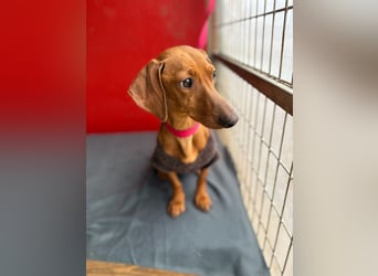 Isabella, Kurzhaardackel, Hündin, geb. am 10.10.2024, 30 cm