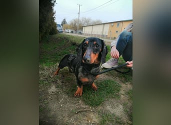 Szotyi, Kurzhaardackel, Rüde, geb. am 18.11.2021, ca. 30 cm