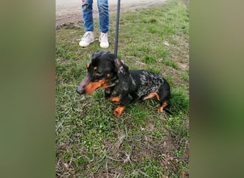 Szotyi, Kurzhaardackel, Rüde, geb. am 18.11.2021, ca. 30 cm