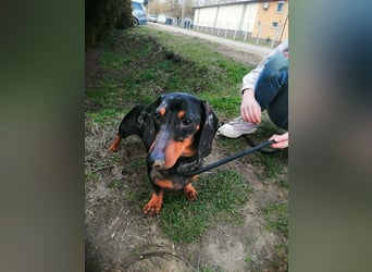 Szotyi, Kurzhaardackel, Rüde, geb. am 18.11.2021, ca. 30 cm