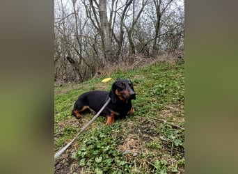 Dino Tierschutzhund sucht ein Zuhause