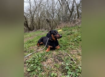 Dino Tierschutzhund sucht ein Zuhause