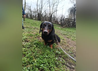 Dino Tierschutzhund sucht ein Zuhause