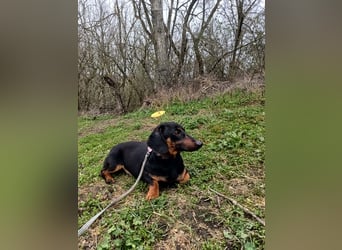 Dino Tierschutzhund sucht ein Zuhause