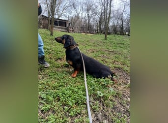 Dino Tierschutzhund sucht ein Zuhause