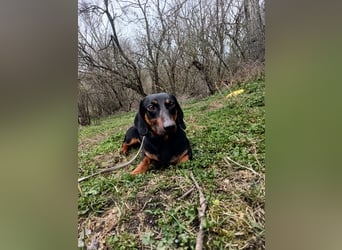 Dino Tierschutzhund sucht ein Zuhause