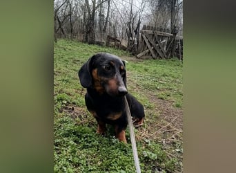 Dino Tierschutzhund sucht ein Zuhause