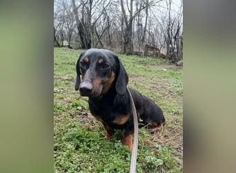 Dino Tierschutzhund sucht ein Zuhause