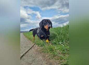 Ilario