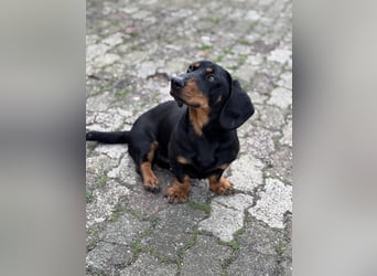 Ilario