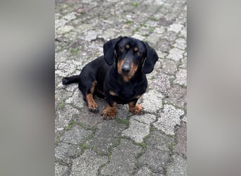 Ilario