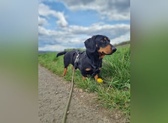 Ilario