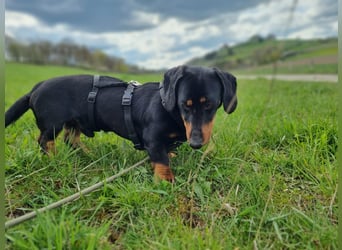 Ilario