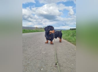Ilario