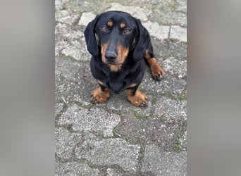 Ilario