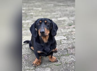 Ilario