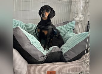 Handlicher, gepflegter, verspielter Kurzhaardackel ähnl. Hundejunge, 5J., Kastriert