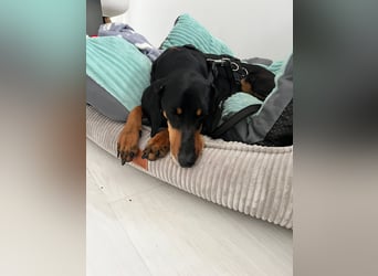 Handlicher, gepflegter, verspielter Kurzhaardackel ähnl. Hundejunge, 5J., Kastriert
