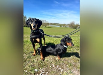 Handlicher, gepflegter, verspielter Kurzhaardackel ähnl. Hundejunge, 5J., Kastriert