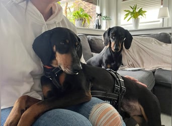 Handlicher, gepflegter, verspielter Kurzhaardackel ähnl. Hundejunge, 5J., Kastriert