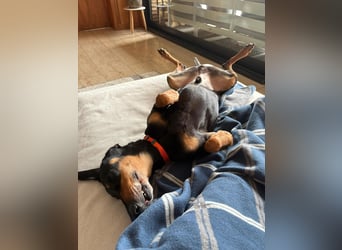 Handlicher, gepflegter, verspielter Kurzhaardackel ähnl. Hundejunge, 5J., Kastriert