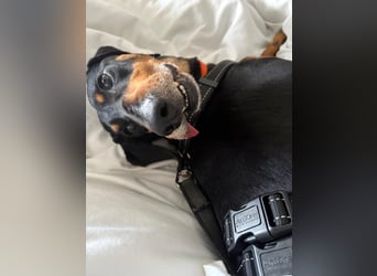 Handlicher, gepflegter, verspielter Kurzhaardackel ähnl. Hundejunge, 5J., Kastriert