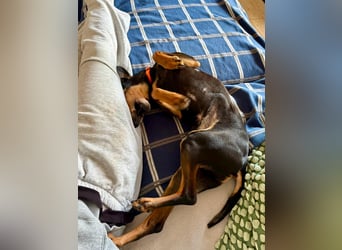 Handlicher, gepflegter, verspielter Kurzhaardackel ähnl. Hundejunge, 5J., Kastriert