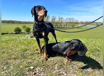 Handlicher, gepflegter, verspielter Kurzhaardackel ähnl. Hundejunge, 5J., Kastriert
