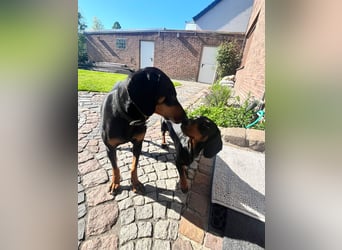 Handlicher, gepflegter, verspielter Kurzhaardackel ähnl. Hundejunge, 5J., Kastriert