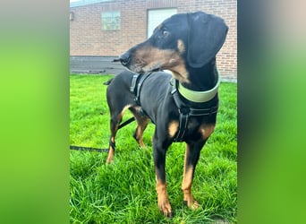 Handlicher, gepflegter, verspielter Kurzhaardackel ähnl. Hundejunge, 5J., Kastriert